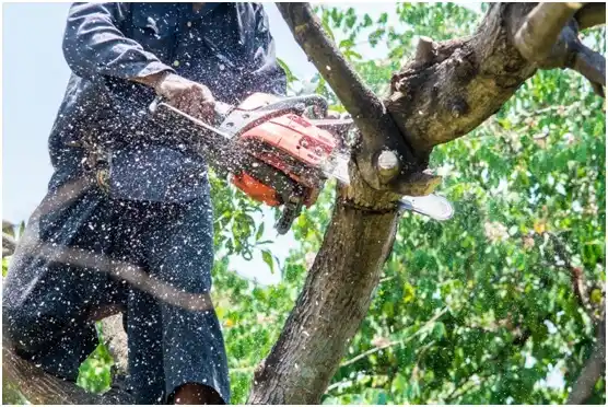 tree services Pine Hollow